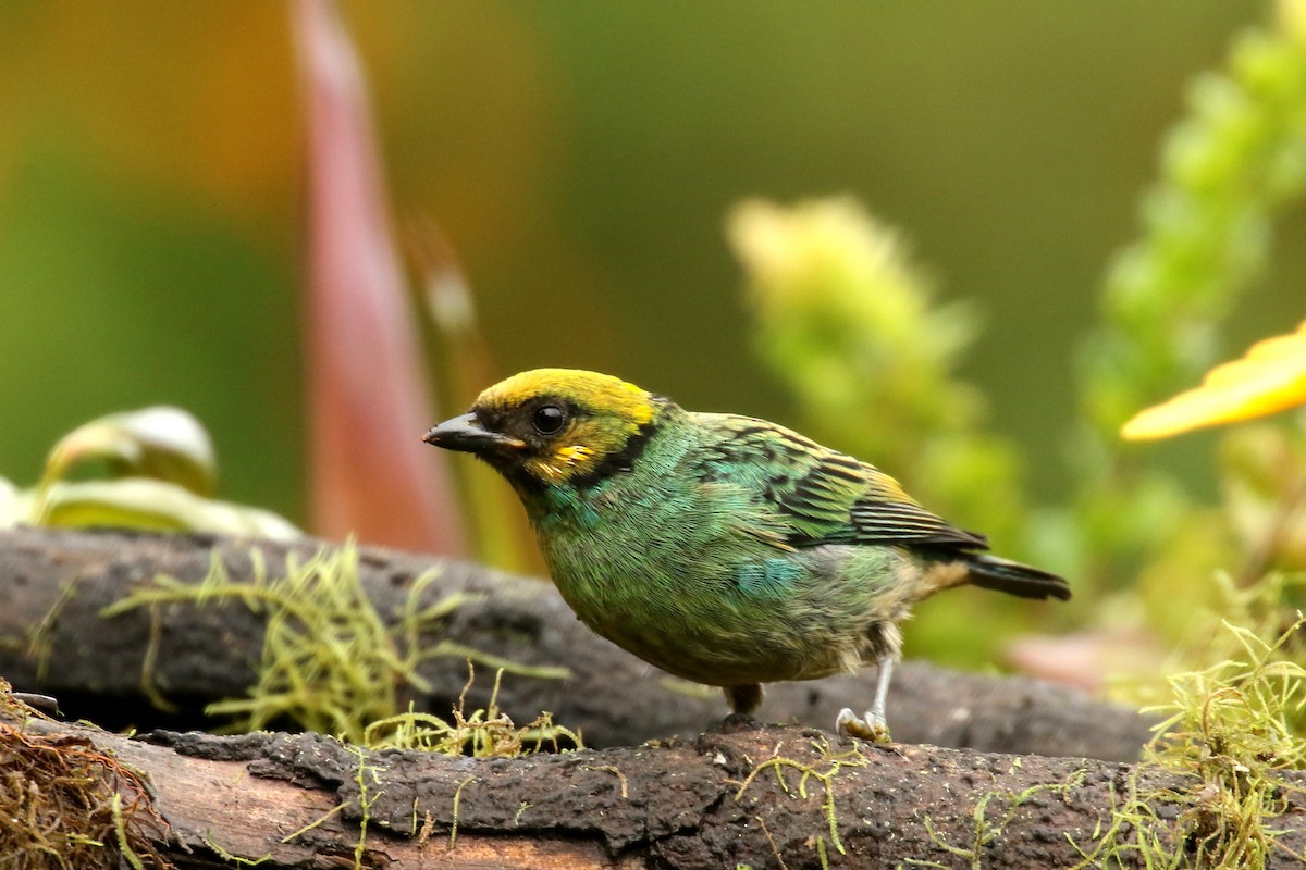 Saffron-crowned Tanager - ML620654654