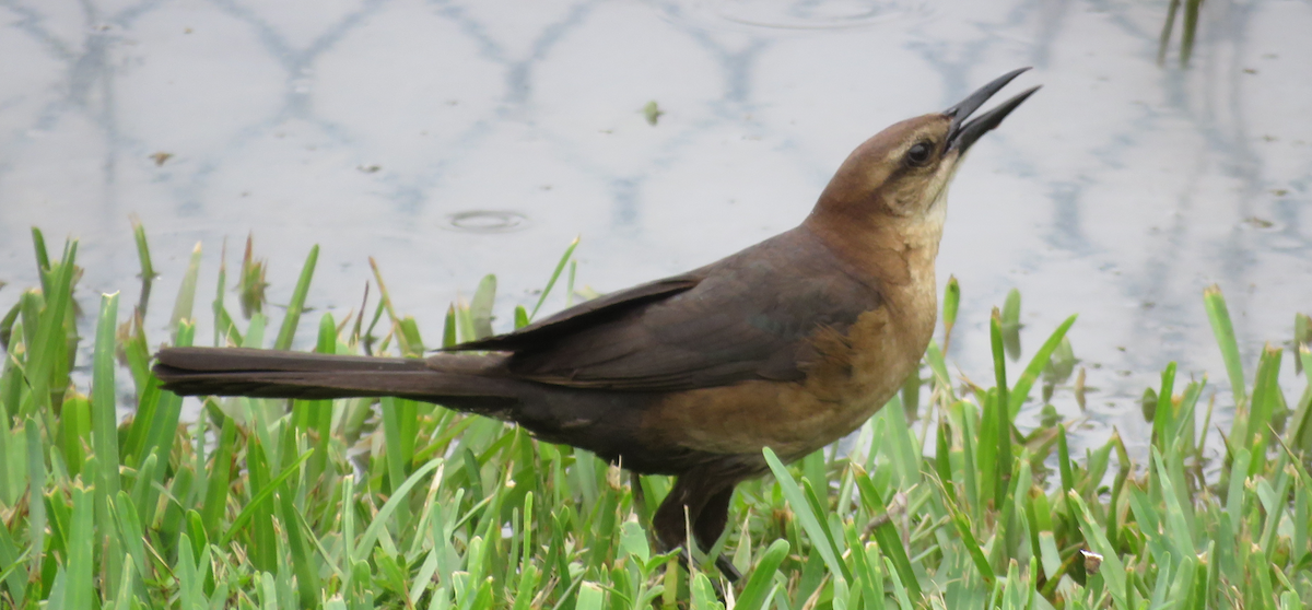 Boat-tailed Grackle - ML620654655