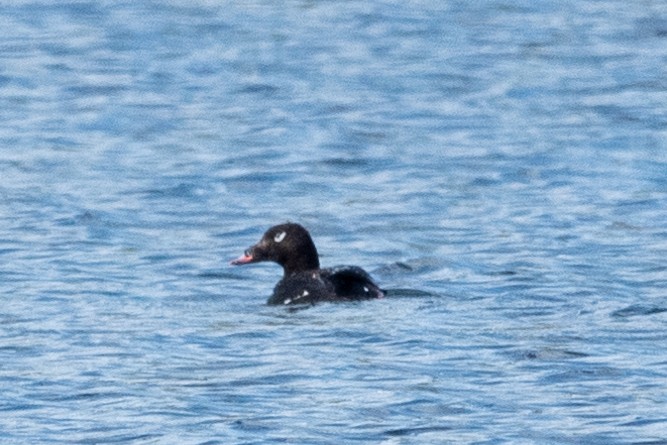 White-winged Scoter - ML620654662