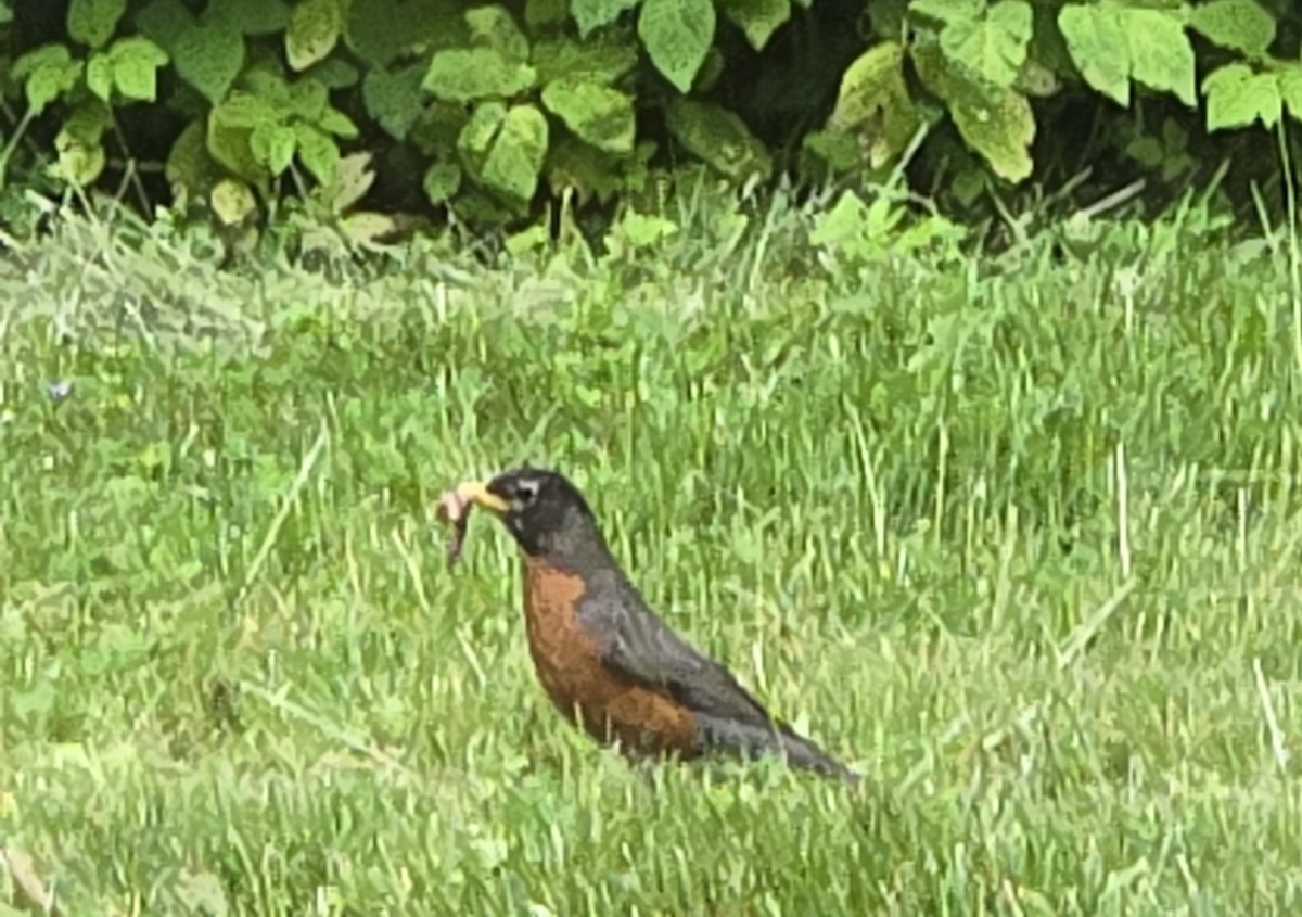 American Robin - ML620654669