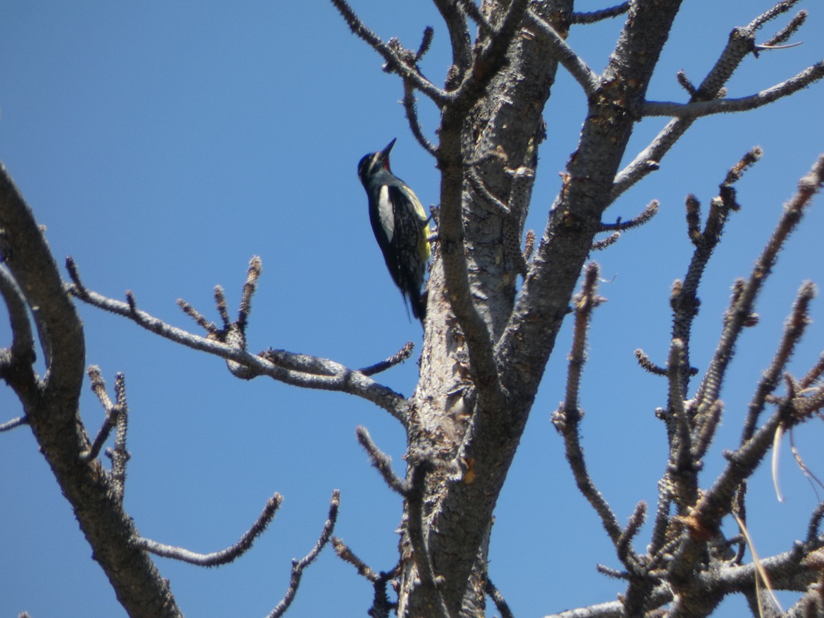 Williamson's Sapsucker - ML620654671