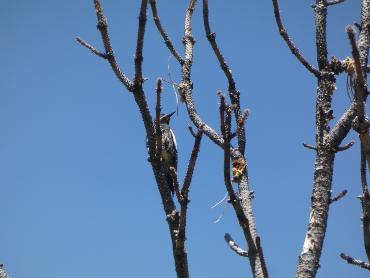 Williamson's Sapsucker - ML620654679