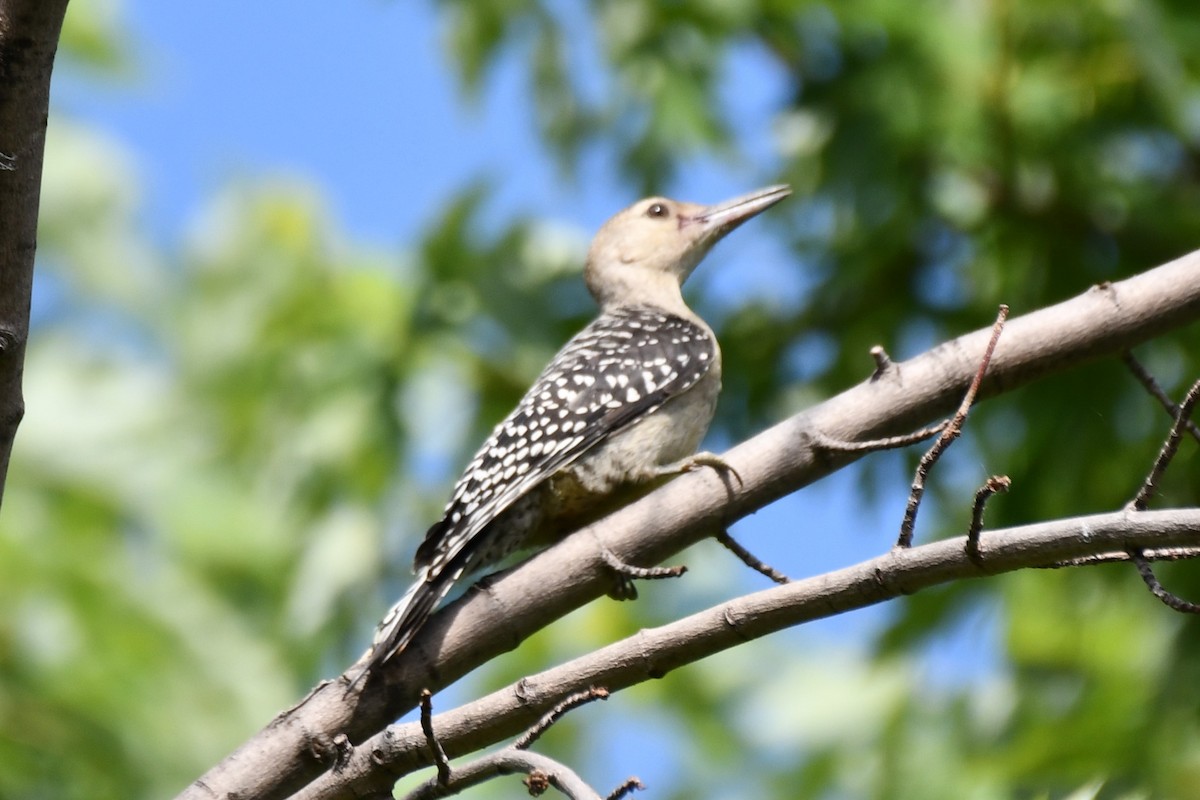 Red-bellied Woodpecker - ML620654684