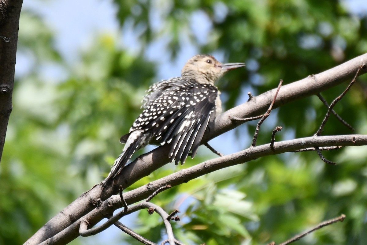 Red-bellied Woodpecker - ML620654686