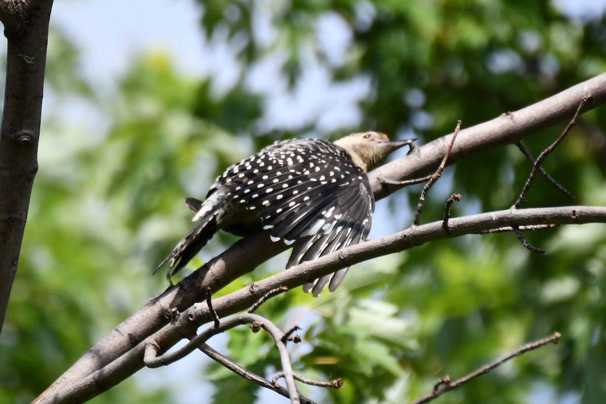 Red-bellied Woodpecker - ML620654687