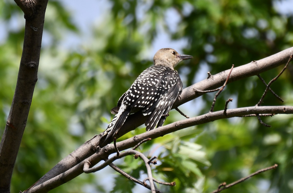 Red-bellied Woodpecker - ML620654691