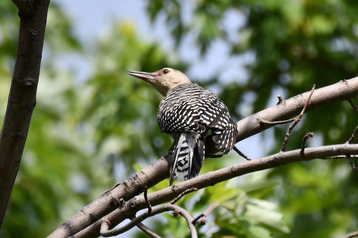 Red-bellied Woodpecker - ML620654693