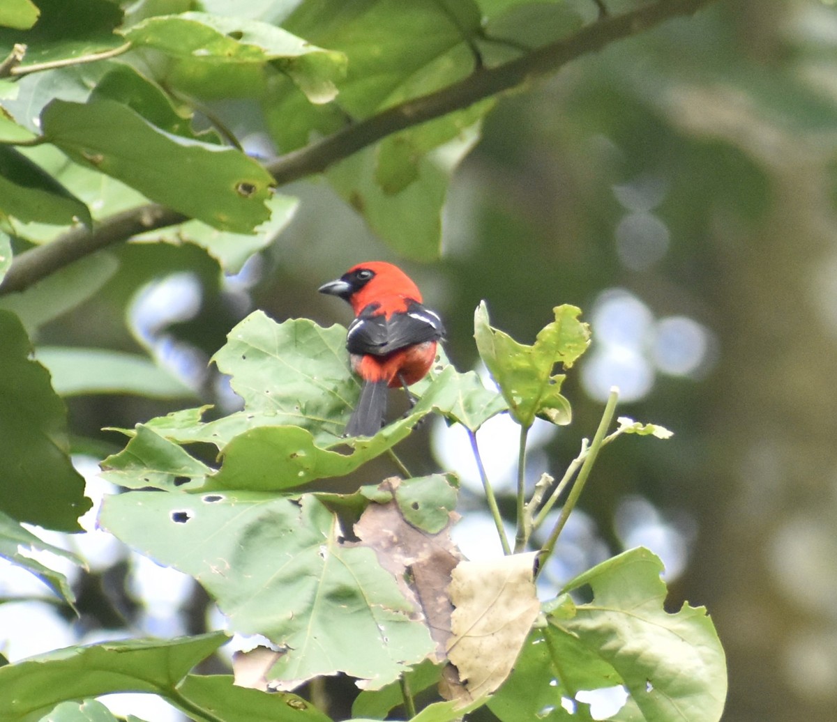 White-winged Tanager - ML620654696