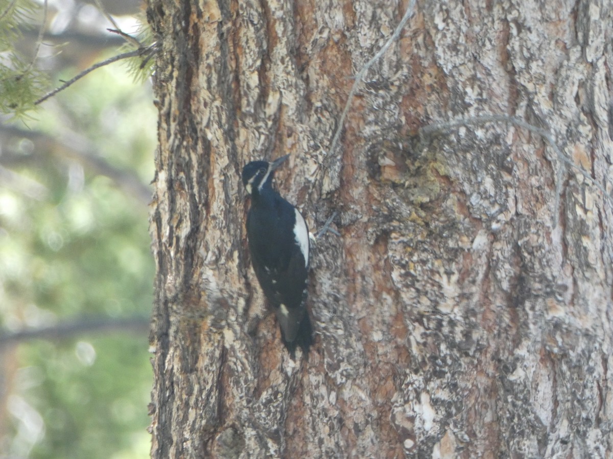 Williamson's Sapsucker - ML620654706