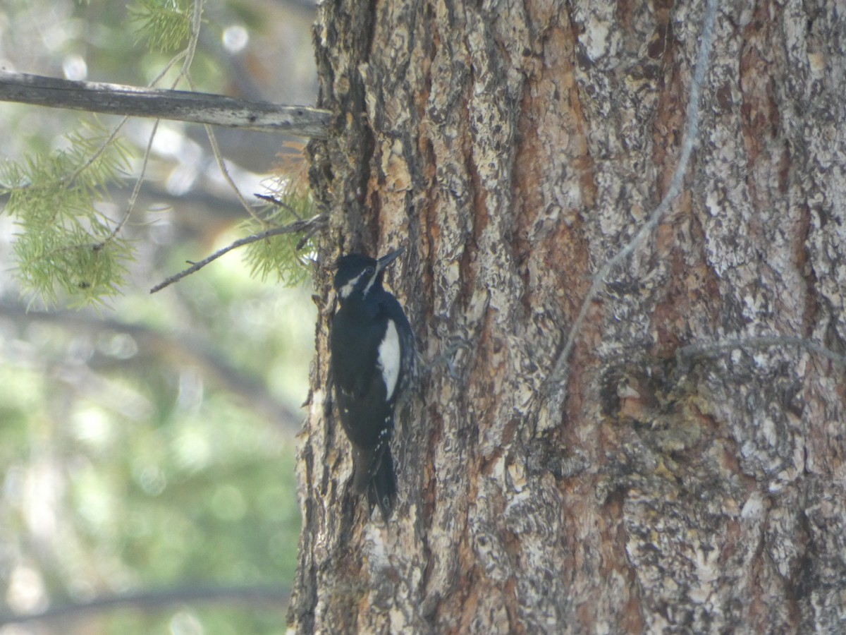 Williamson's Sapsucker - ML620654708