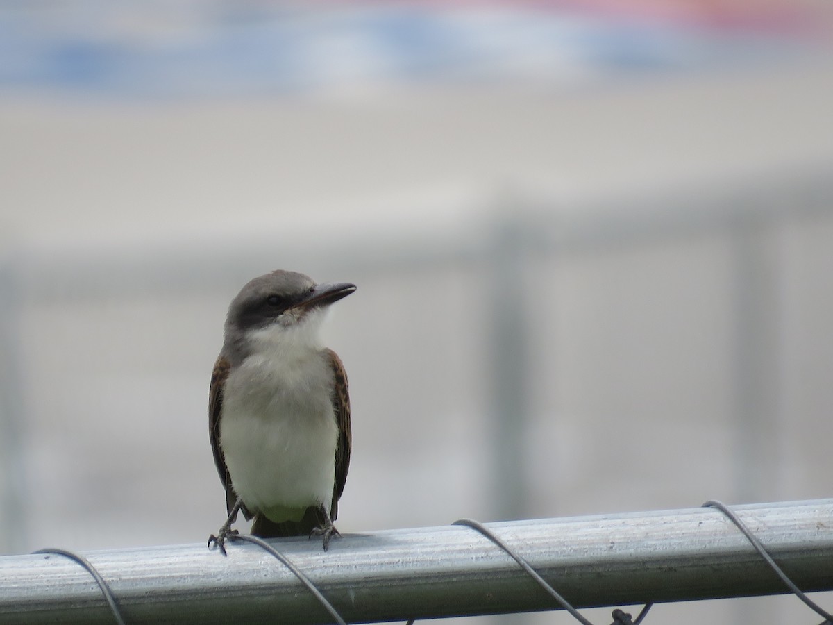 Gray Kingbird - ML620654712