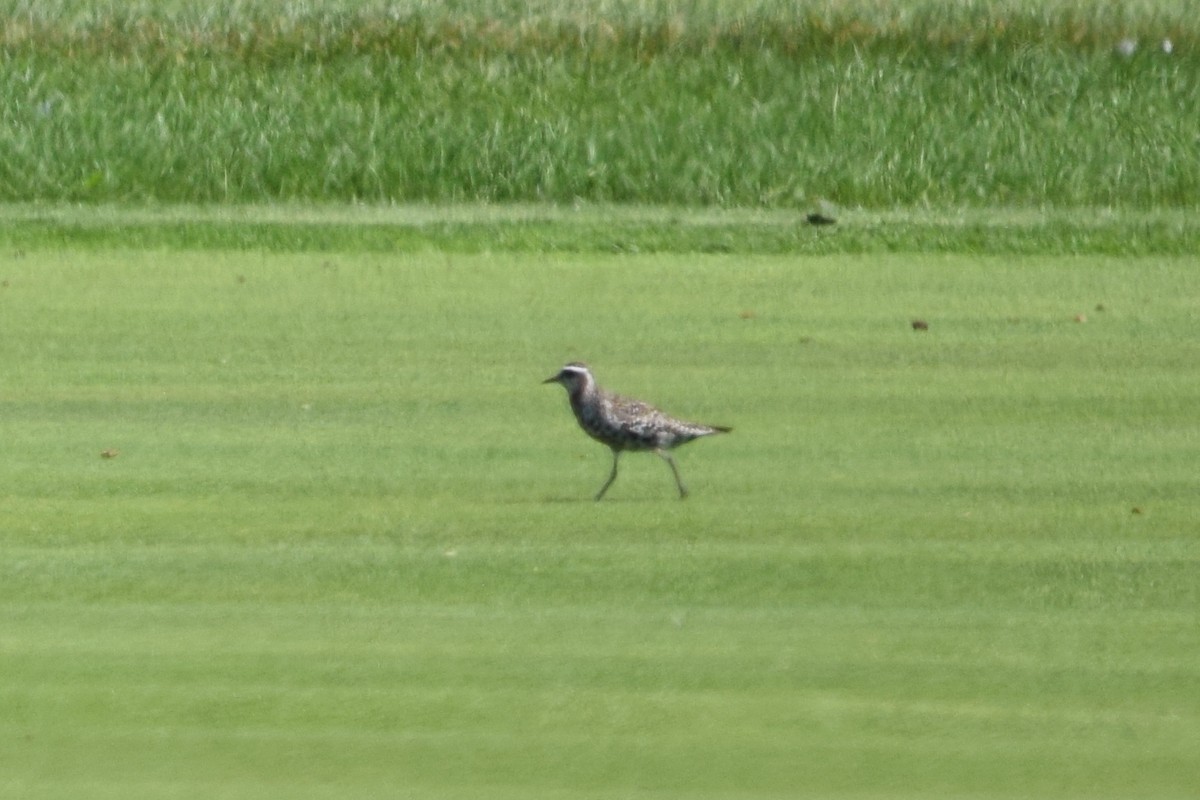 American Golden-Plover - ML620654719