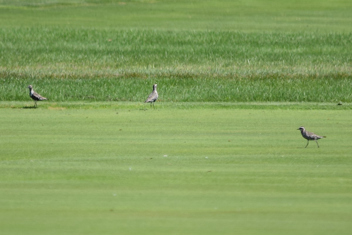 American Golden-Plover - Mike Grimm