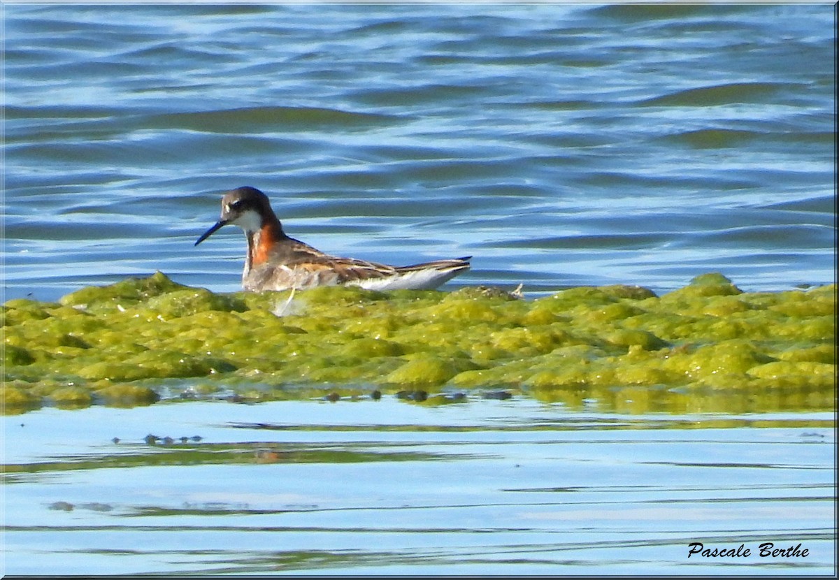 Red-necked Phalarope - ML620654725