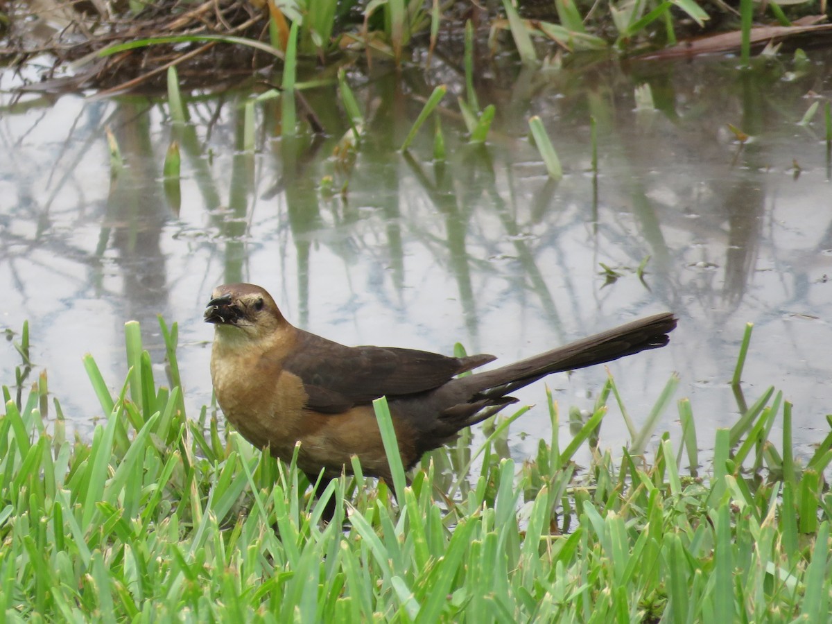 Boat-tailed Grackle - ML620654727