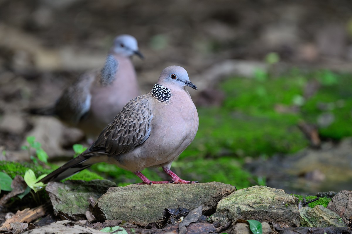 珠頸斑鳩 - ML620654730