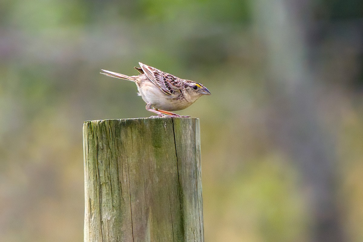 Grasshopper Sparrow - ML620654736