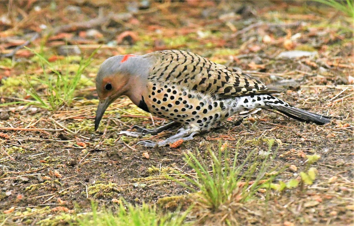 Northern Flicker (Yellow-shafted) - ML620654740