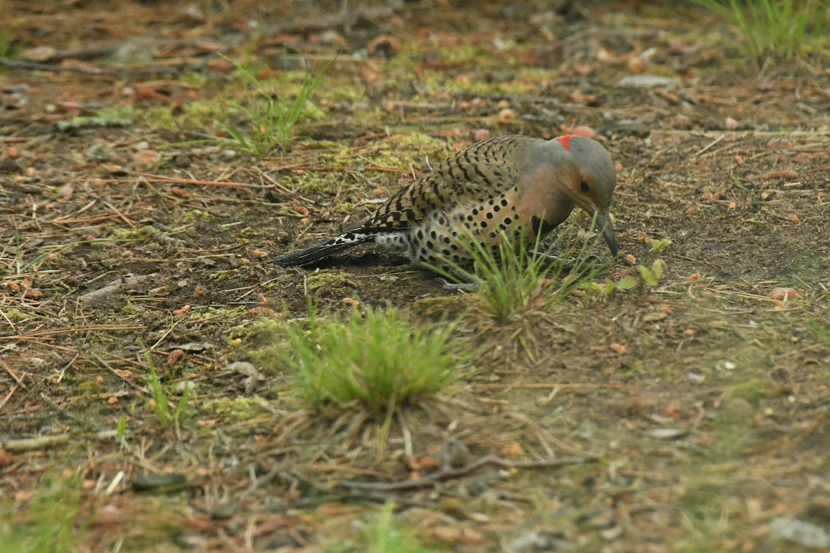 Northern Flicker (Yellow-shafted) - ML620654742