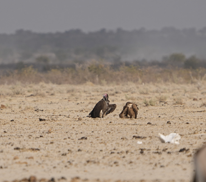 Lappet-faced Vulture - ML620654745