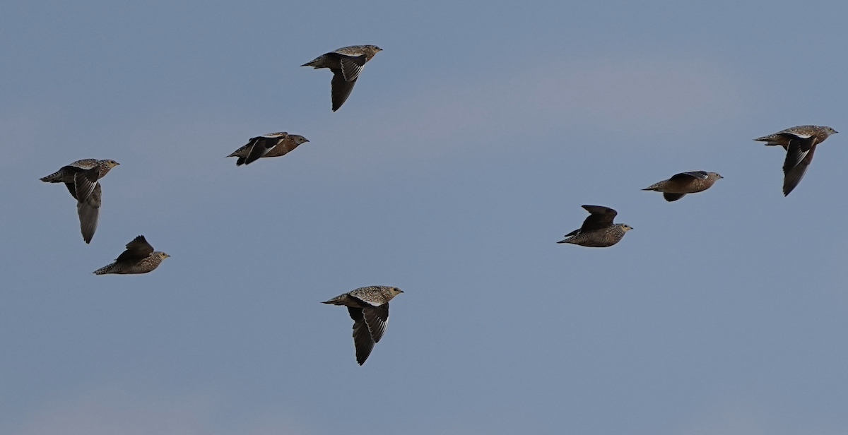 Namaqua Sandgrouse - ML620654753