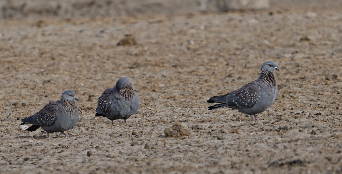 Speckled Pigeon - ML620654756