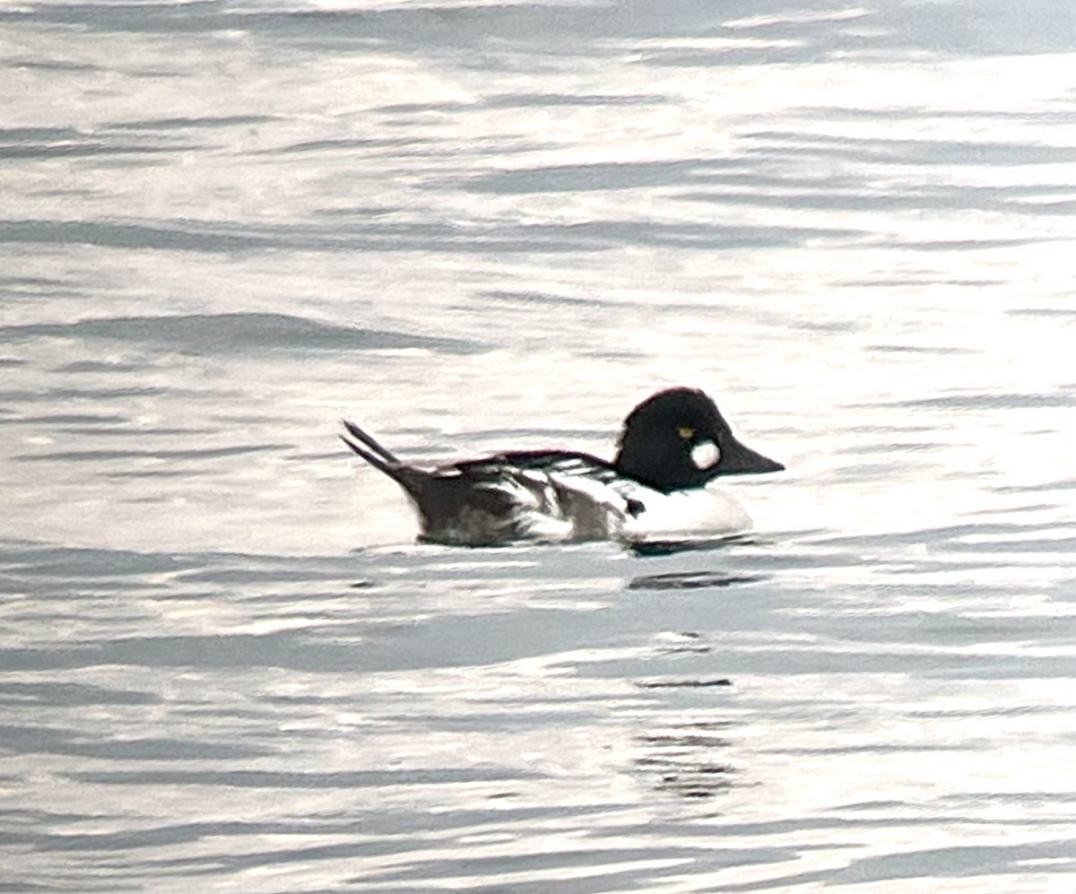 Common Goldeneye - ML620654757