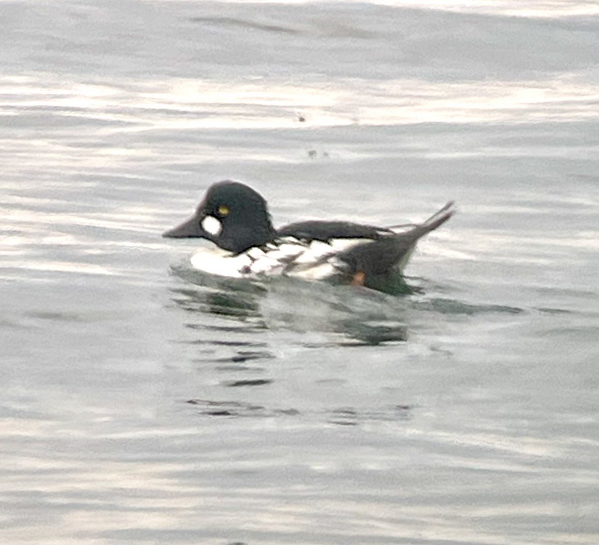 Common Goldeneye - ML620654758