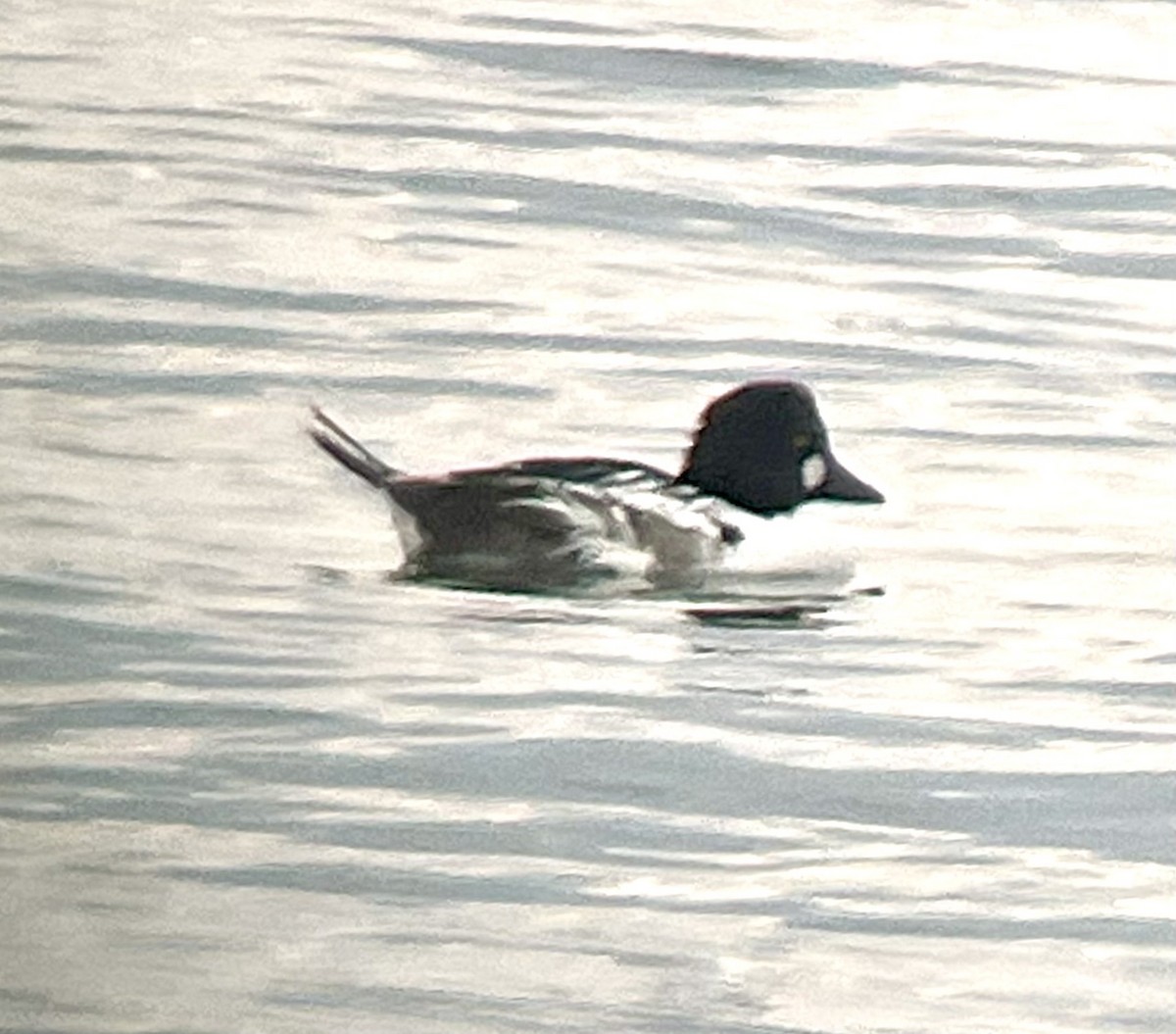 Common Goldeneye - ML620654759