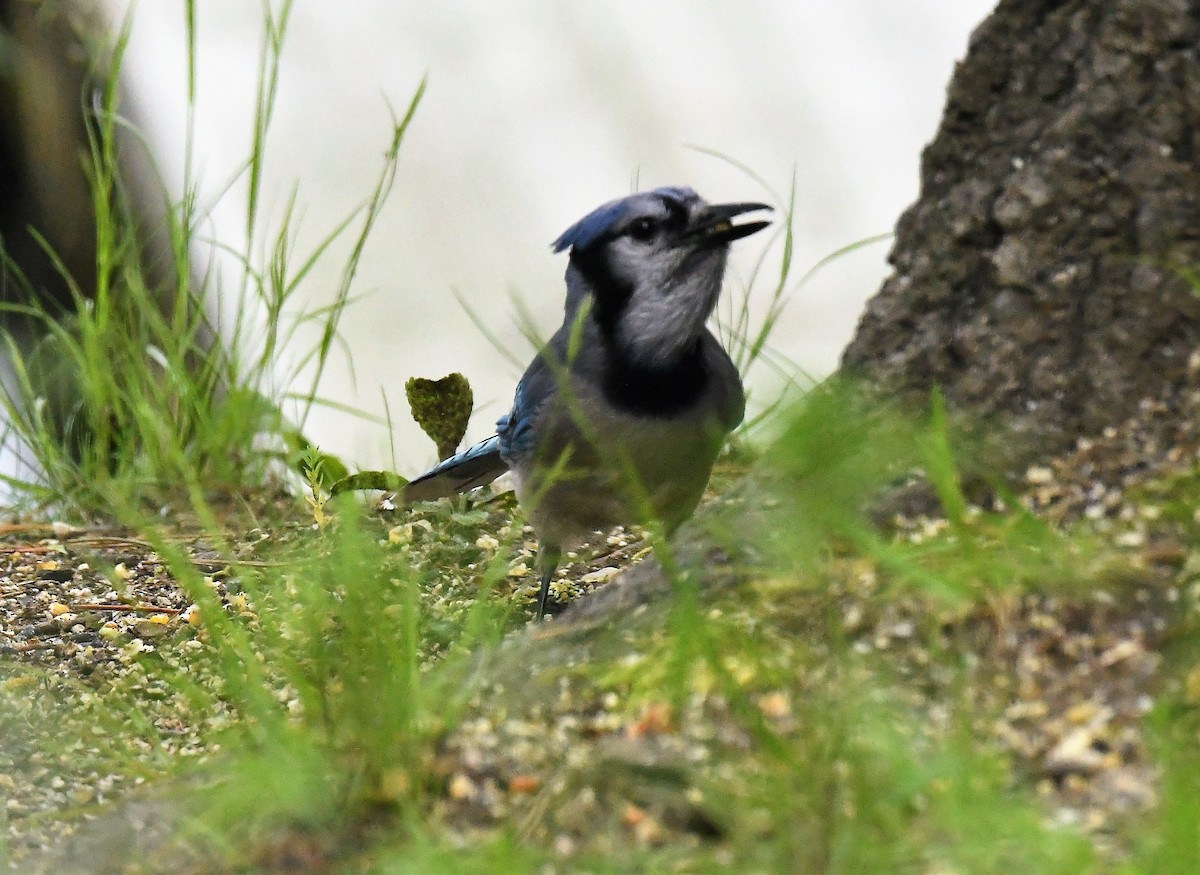 Blue Jay - Marcia Suchy