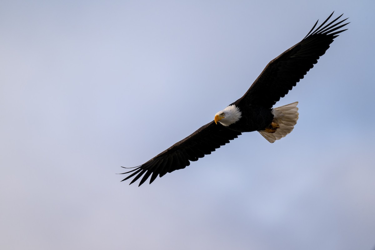 Bald Eagle - ML620654775