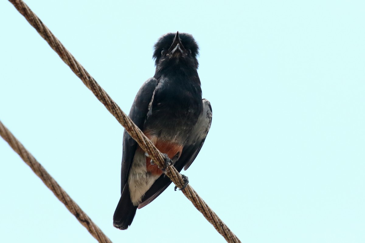 Swallow-winged Puffbird - ML620654779