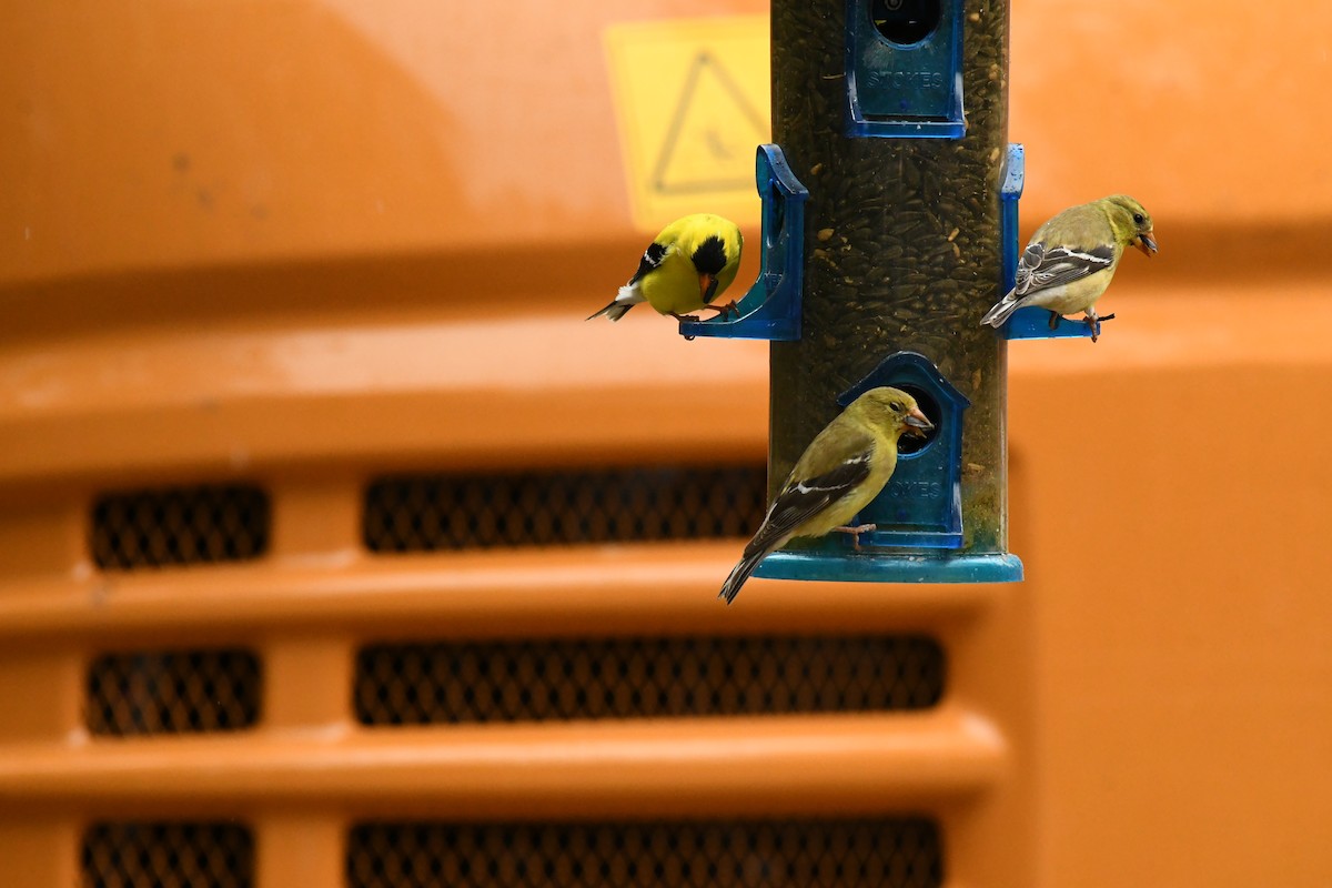 American Goldfinch - ML620654781