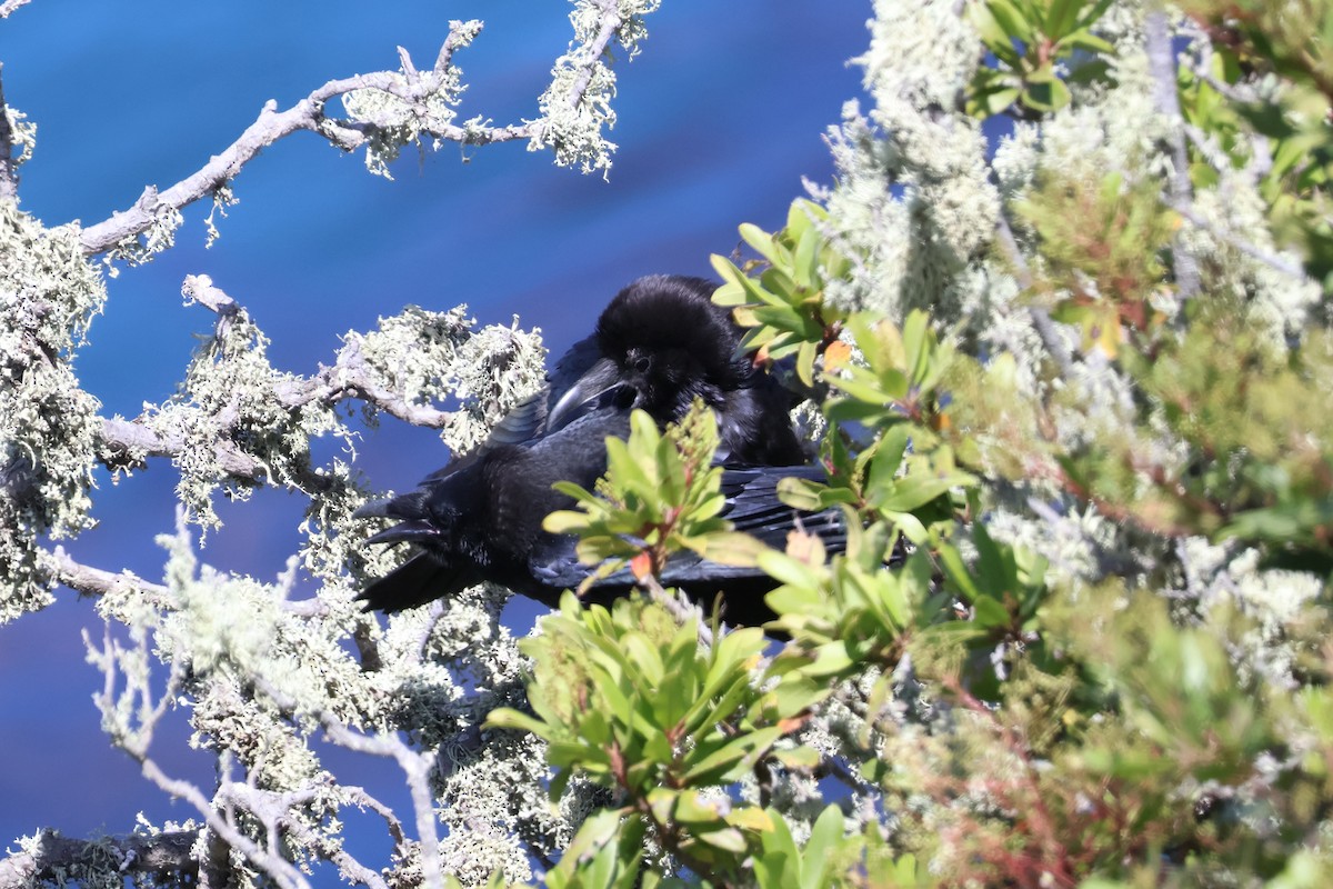 Common Raven - ML620654782