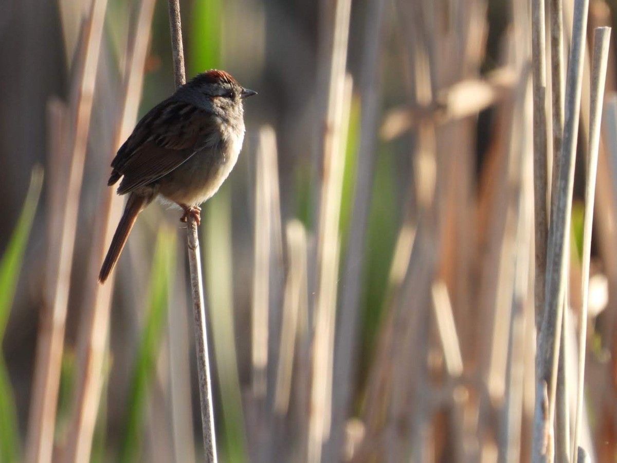 Swamp Sparrow - ML620654785