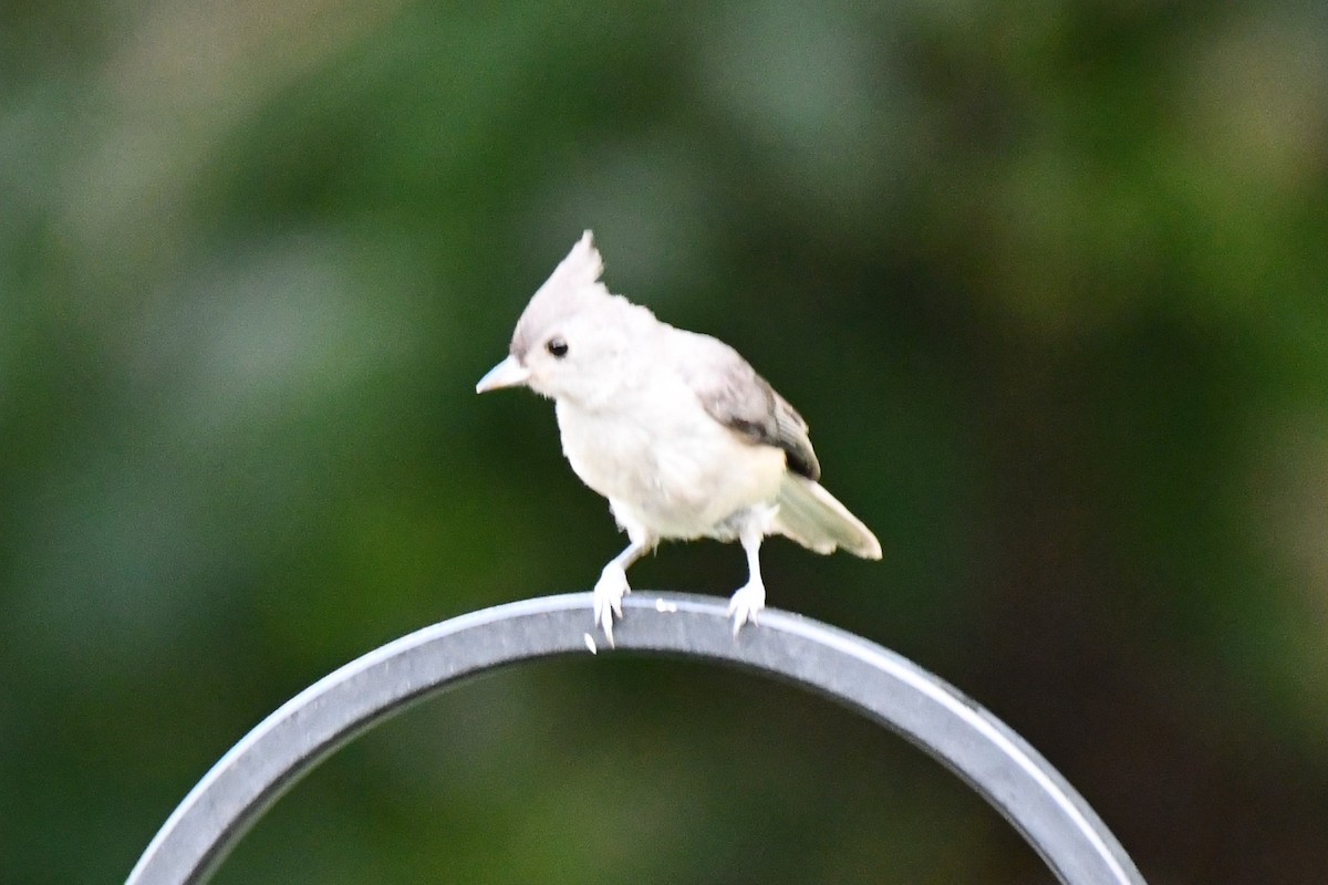 Tufted Titmouse - ML620654788