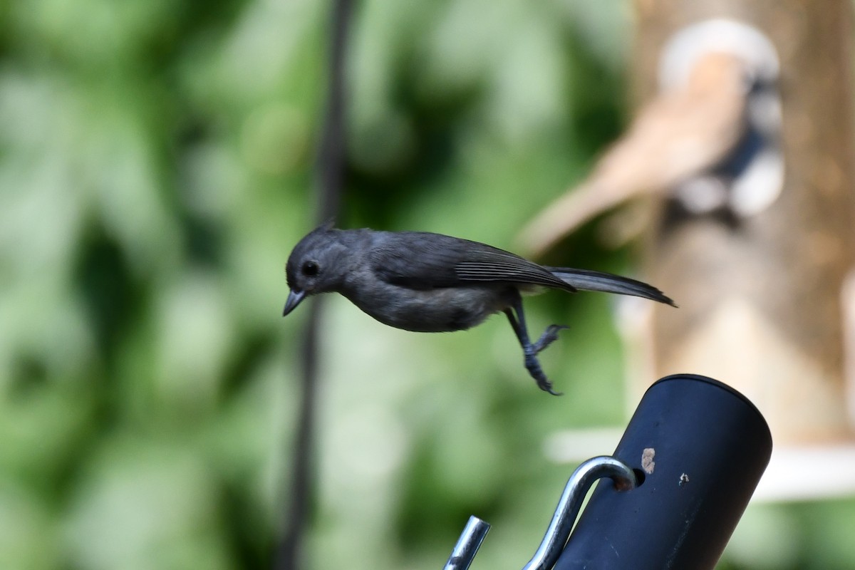 Tufted Titmouse - ML620654789