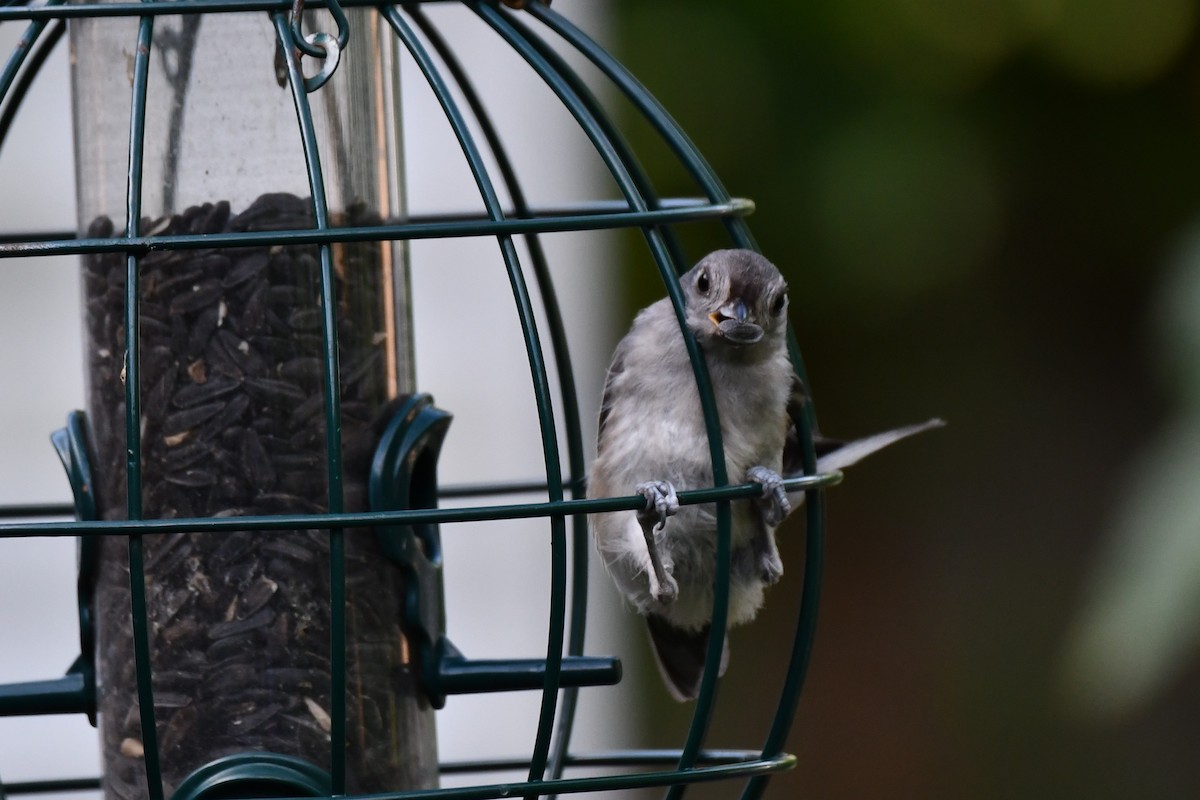 Tufted Titmouse - ML620654794