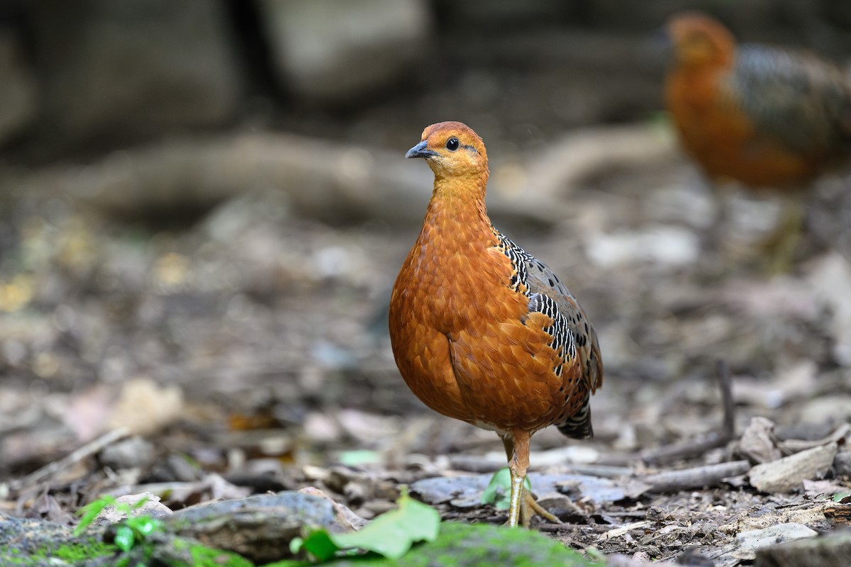 Ferruginous Partridge - ML620654799