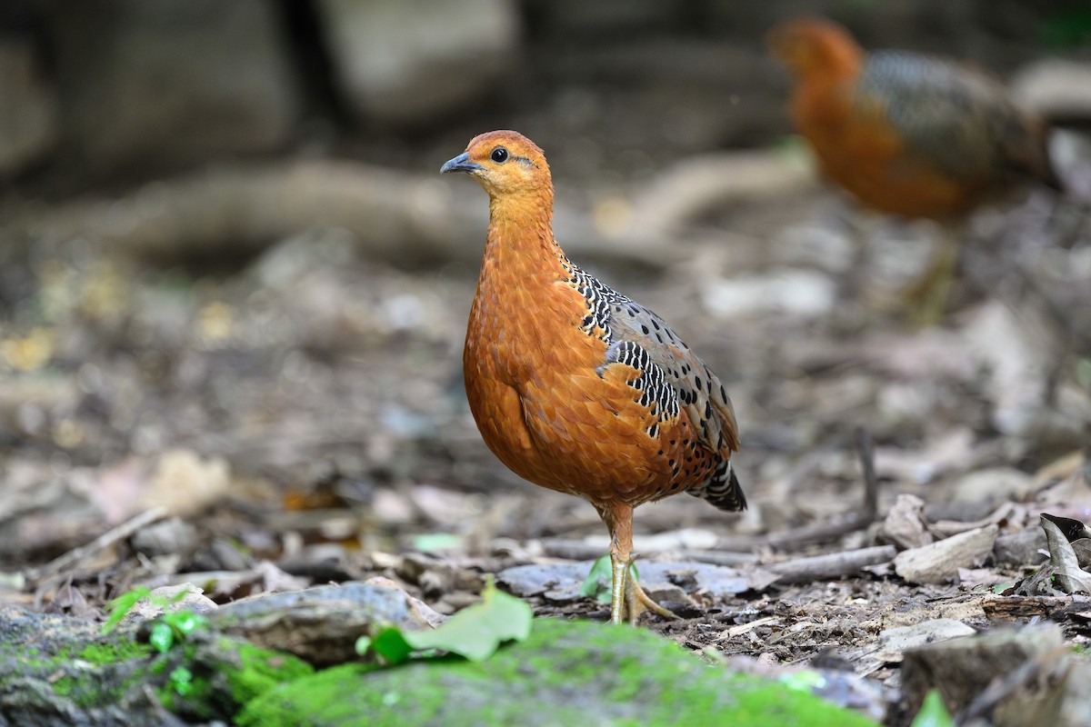 Ferruginous Partridge - ML620654800