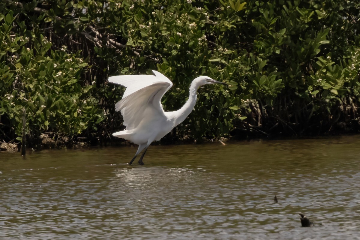 Reddish Egret - ML620654802