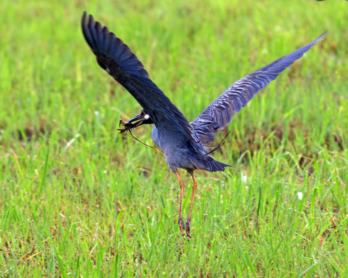 Yellow-crowned Night Heron - ML620654804