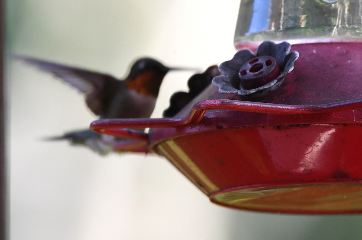 Ruby-throated Hummingbird - ML620654812
