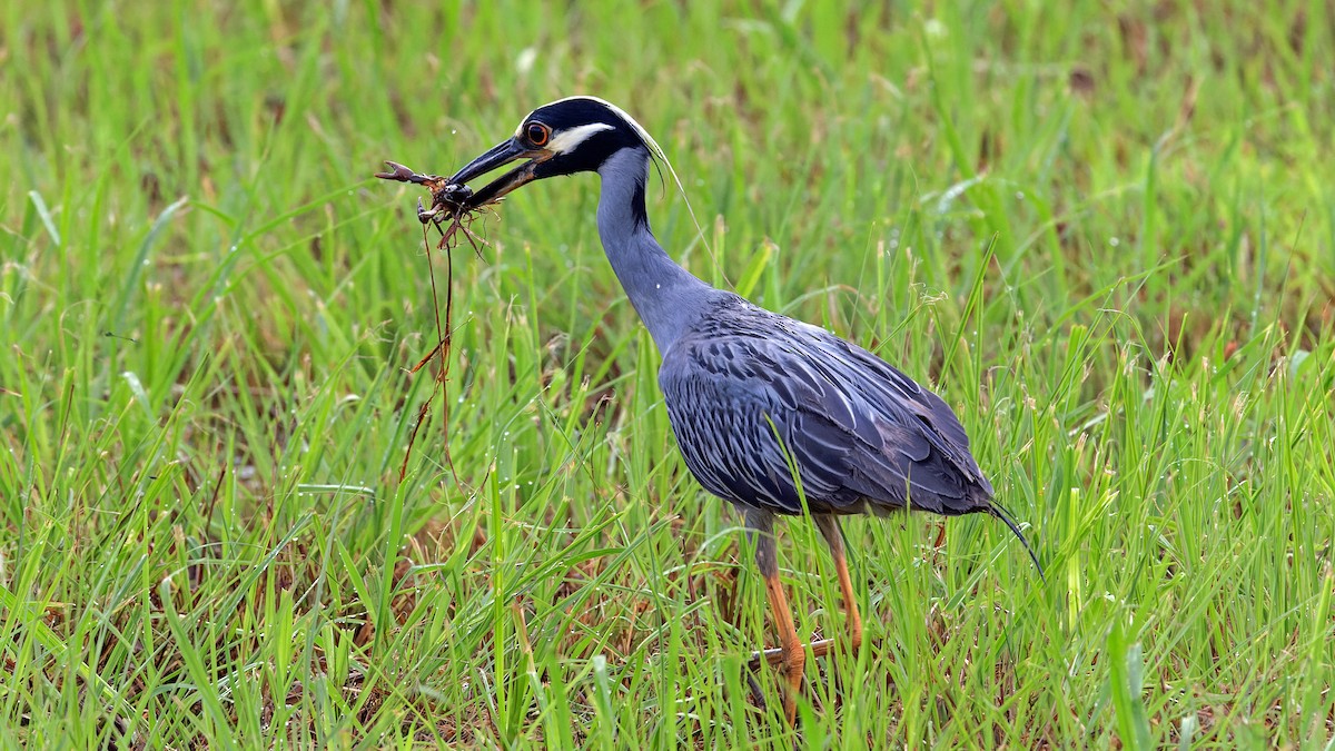 Yellow-crowned Night Heron - ML620654813