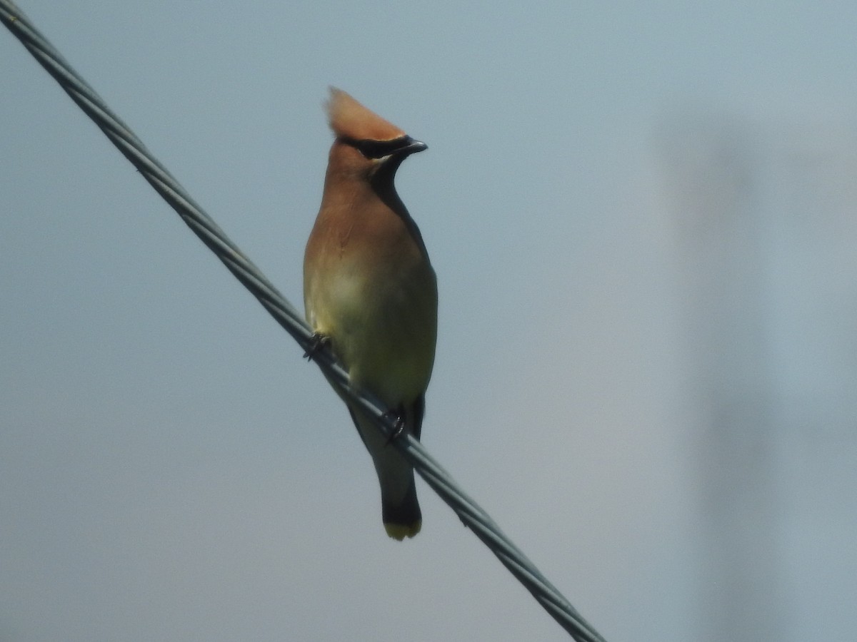 Cedar Waxwing - ML620654816