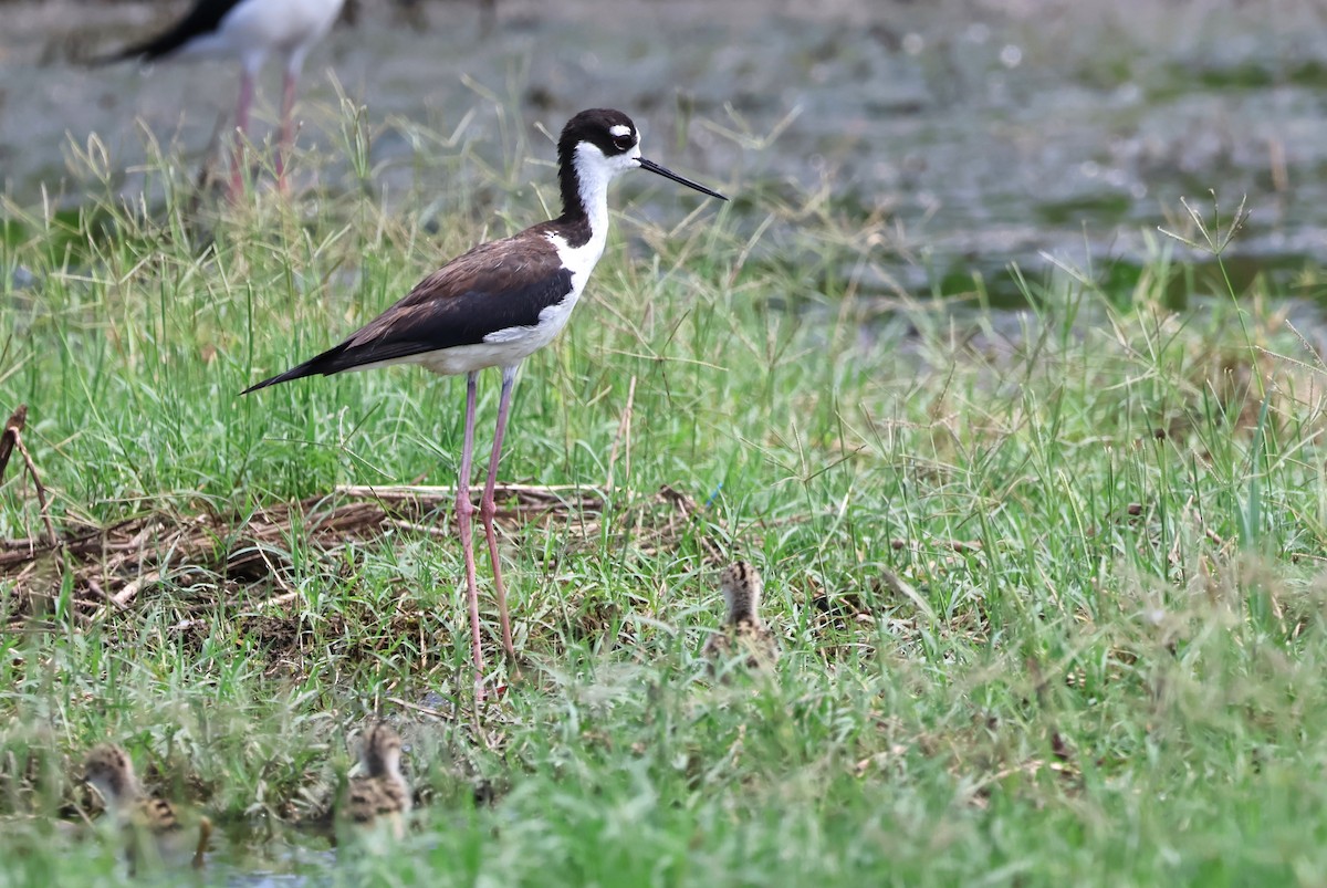 Black-necked Stilt - ML620654826