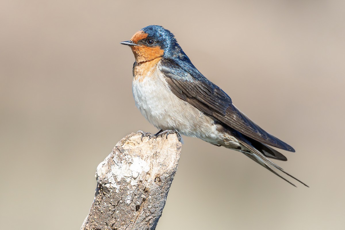 Golondrina Australiana - ML620654830