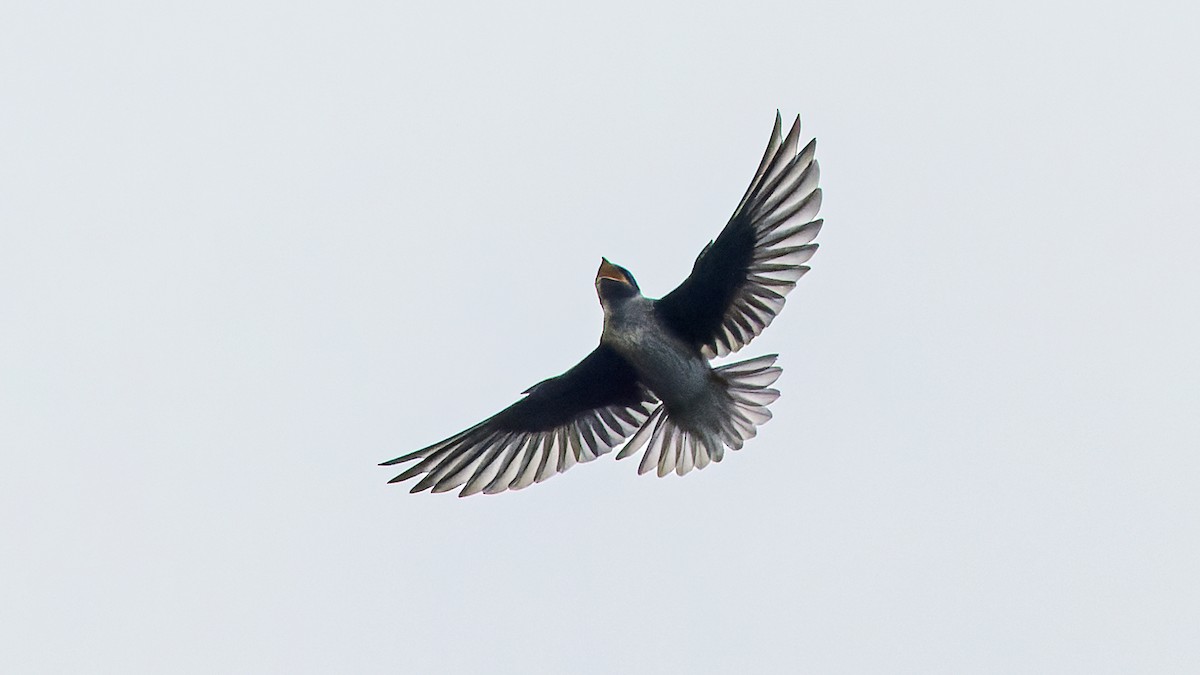 Purple Martin - ML620654831