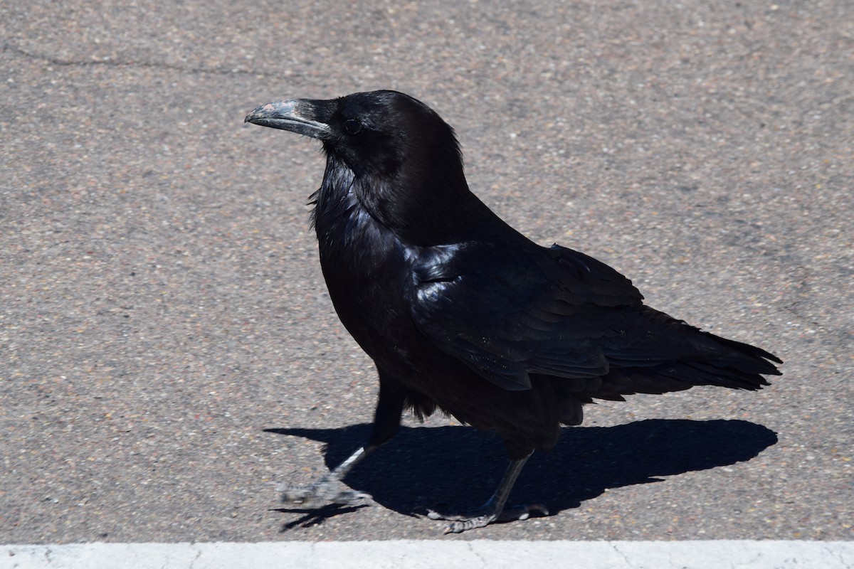 Common Raven - ML620654836