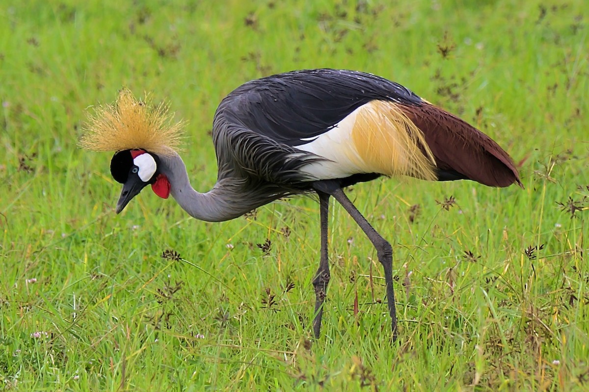 Gray Crowned-Crane - ML620654842